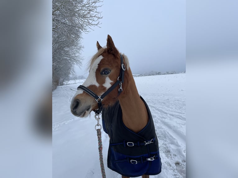 Welsh B Jument 12 Ans 129 cm Alezan in Dortmund