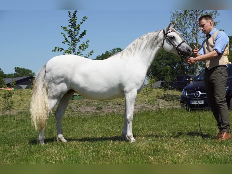 Welsh B Jument 12 Ans 130 cm Gris in 't Harde