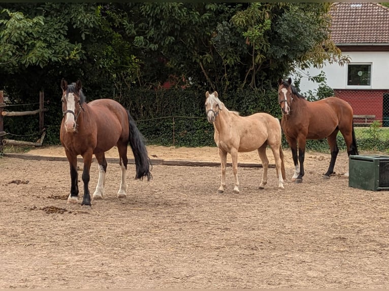 Welsh B Jument 12 Ans 133 cm Palomino in Pattensen
