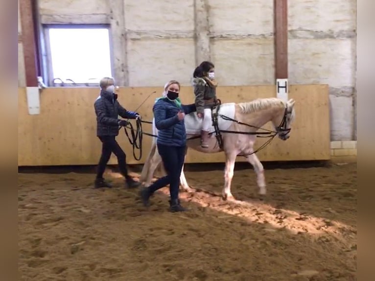 Welsh B Jument 12 Ans 133 cm Palomino in Pattensen
