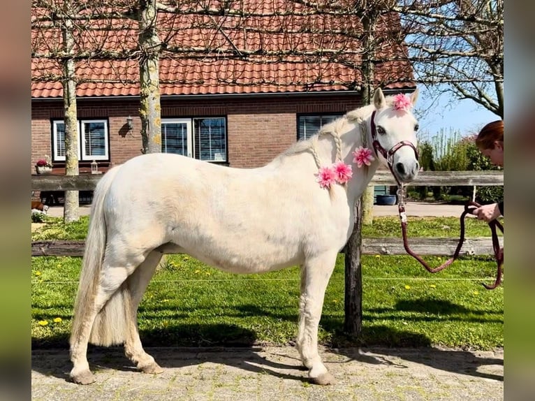 Welsh B Jument 13 Ans 122 cm Gris in Barneveld