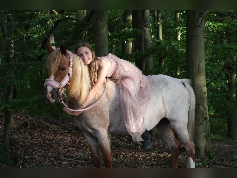 Welsh B Jument 13 Ans 128 cm Rouan Rouge in Zwingenberg