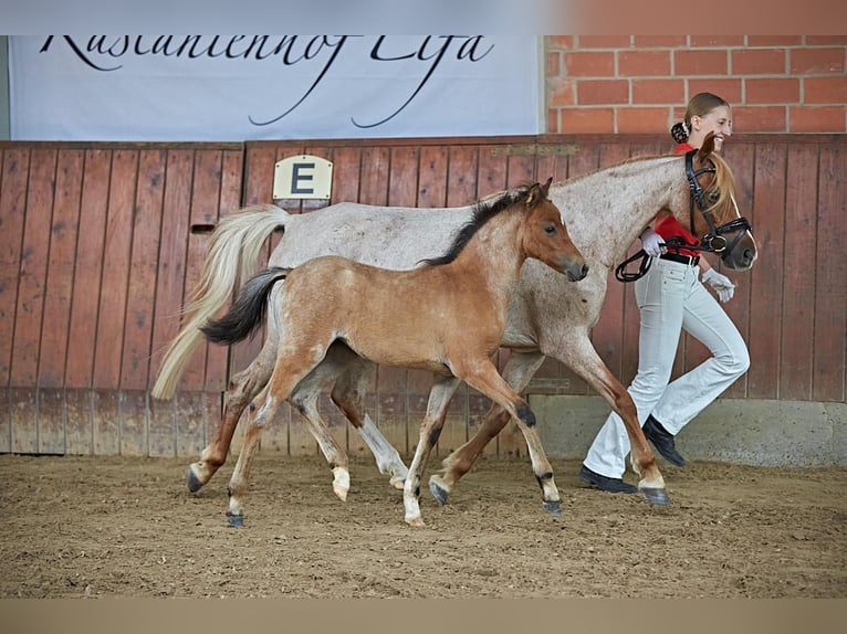 Welsh B Jument 13 Ans 128 cm Rouan Rouge in Zwingenberg