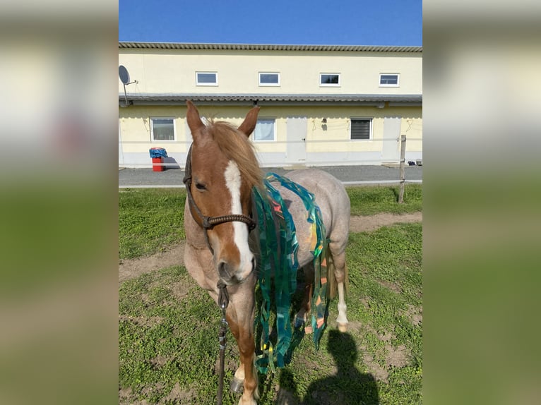 Welsh B Jument 13 Ans 128 cm Rouan Rouge in Zwingenberg