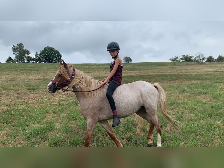 Welsh B Jument 13 Ans 128 cm Rouan Rouge in Zwingenberg