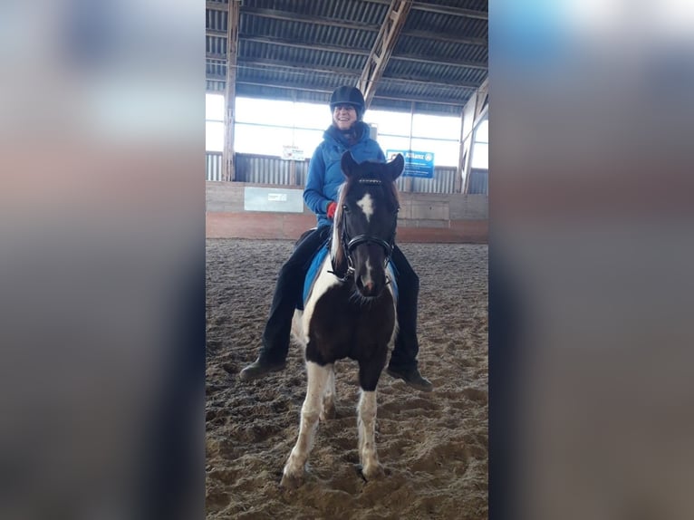 Welsh B Jument 13 Ans 140 cm Pinto in Signau