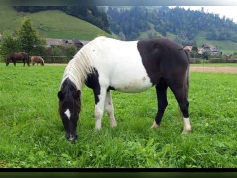 Welsh B Jument 13 Ans 140 cm Pinto in Signau