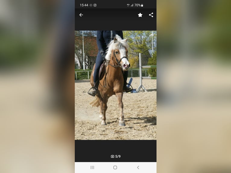 Welsh B Croisé Jument 14 Ans 120 cm Alezan in Ahrensfelde Eiche