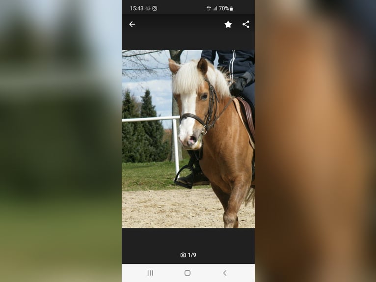Welsh B Croisé Jument 14 Ans 120 cm Alezan in Ahrensfelde Eiche