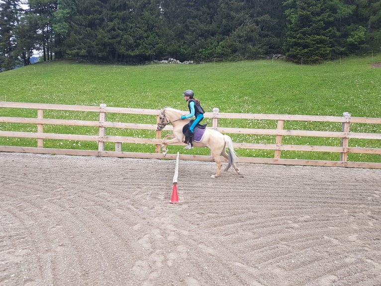 Welsh B Croisé Jument 14 Ans 120 cm Isabelle in Nauders