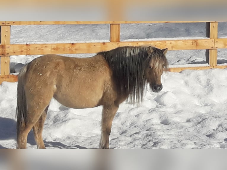 Welsh B Croisé Jument 14 Ans 120 cm Isabelle in Nauders