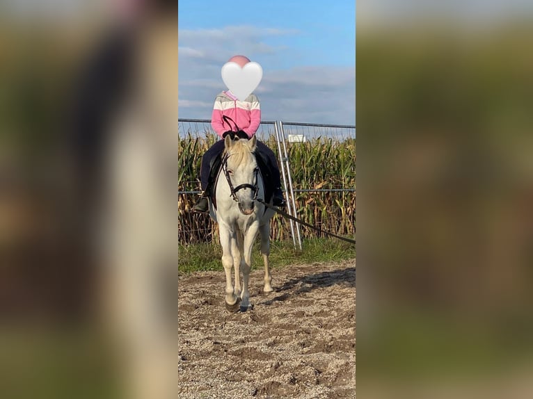 Welsh B Jument 14 Ans 134 cm Gris in Deuerling