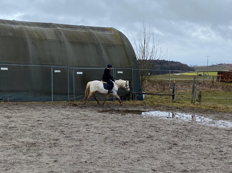 Welsh B Jument 14 Ans 134 cm Gris in Deuerling