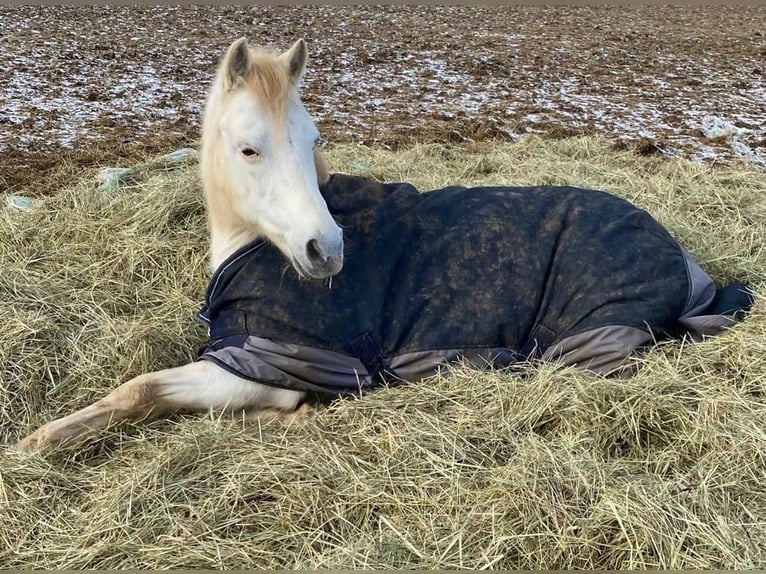 Welsh B Jument 14 Ans 134 cm Gris in Deuerling