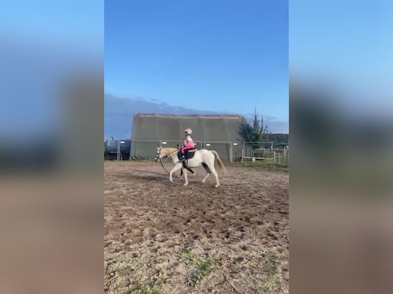 Welsh B Jument 14 Ans 134 cm Gris in Deuerling