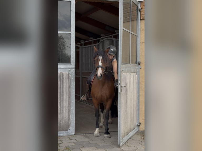 Welsh B Jument 14 Ans 138 cm Bai in Achstetten