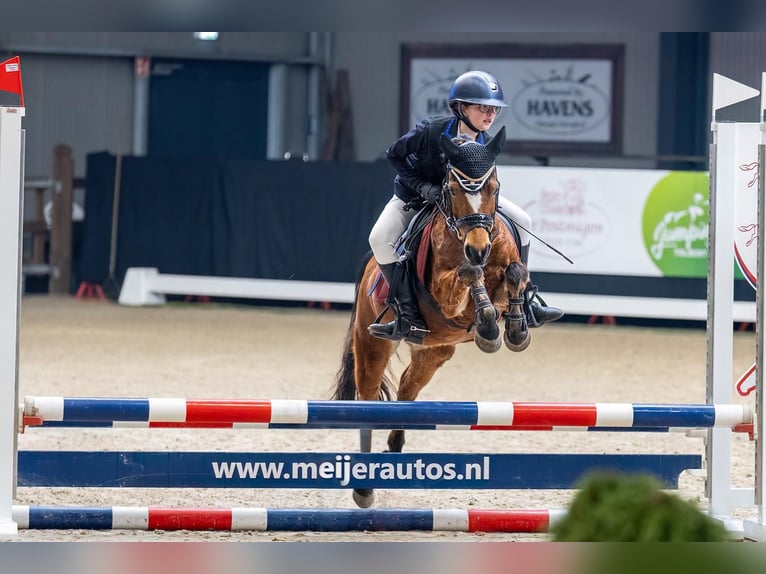 Welsh B Jument 15 Ans 119 cm Bai in Gieten