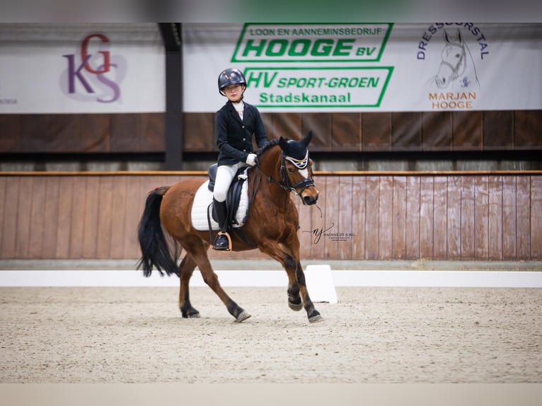 Welsh B Jument 15 Ans 119 cm Bai in Gieten