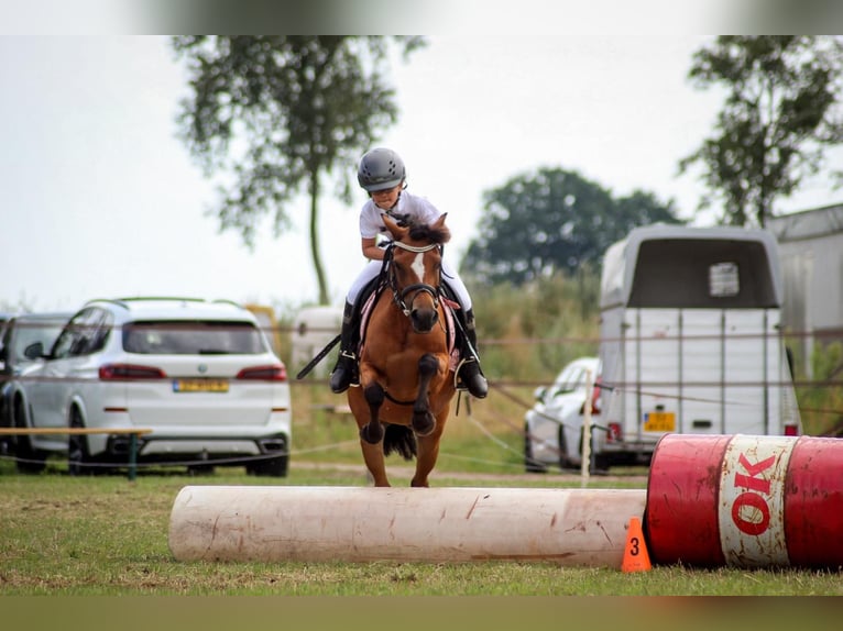 Welsh B Jument 15 Ans 119 cm Bai in Gieten