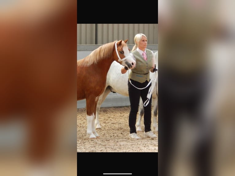 Welsh B Jument 15 Ans 124 cm Rouan bleu in Augustinusga