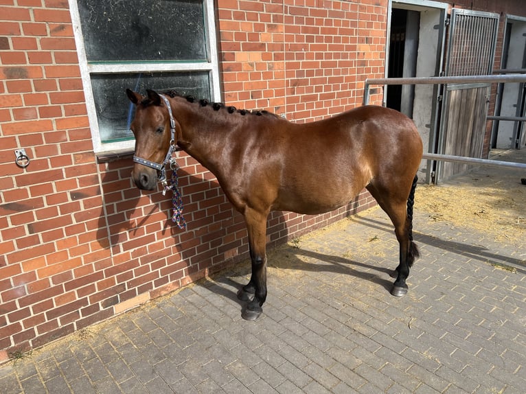 Welsh B Croisé Jument 15 Ans 125 cm Bai in Warendorf