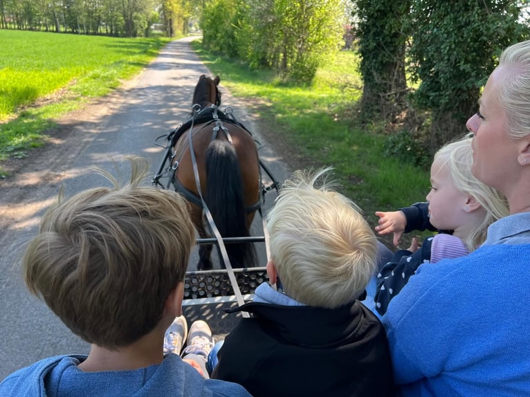 Welsh B Croisé Jument 15 Ans 125 cm Bai in Warendorf
