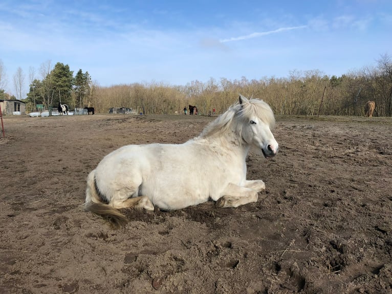 Welsh B Croisé Jument 15 Ans 125 cm Gris in Dohren