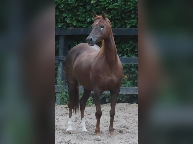 Welsh B Jument 15 Ans 126 cm Alezan in TATA