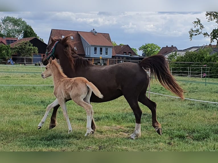Welsh B Jument 15 Ans 129 cm Alezan in Varrel