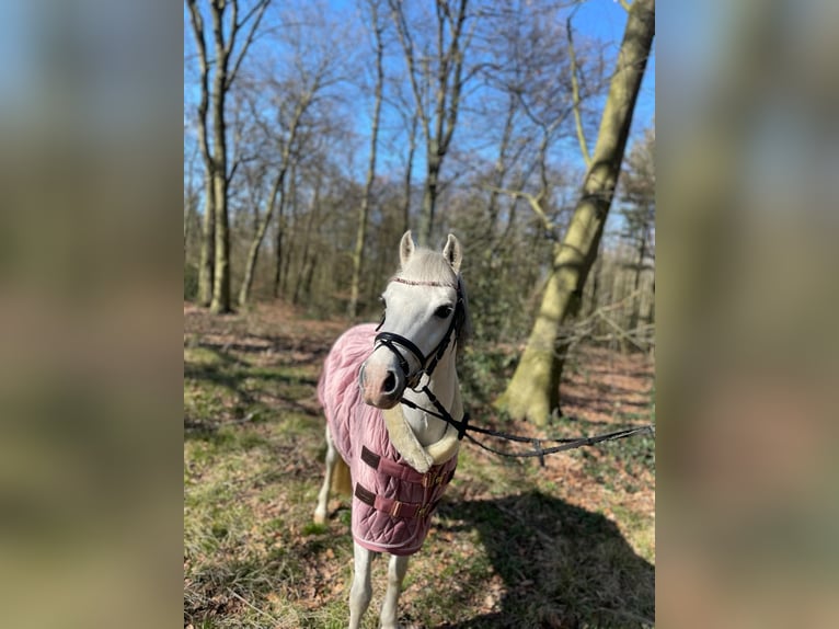 Welsh B Jument 15 Ans 130 cm Gris in RanschbachLandau