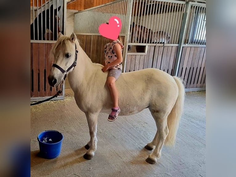 Welsh B Croisé Jument 16 Ans 118 cm Isabelle in Klipphausen