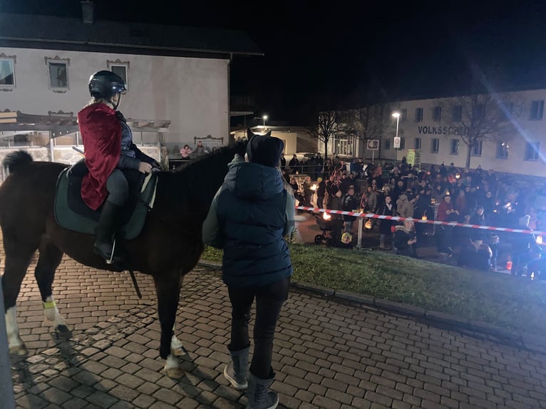 Welsh B Jument 16 Ans 125 cm Bai in St. Martin- Karlsbach