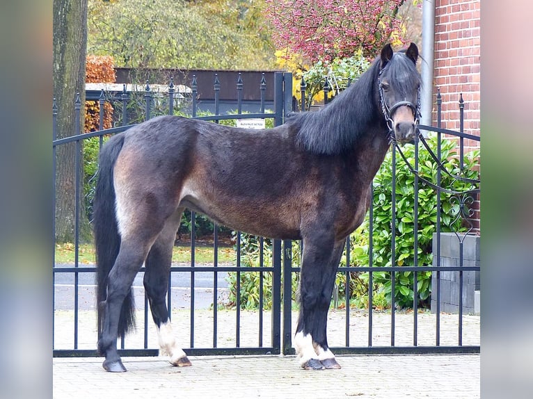 Welsh B Jument 16 Ans 130 cm Bai in Halle