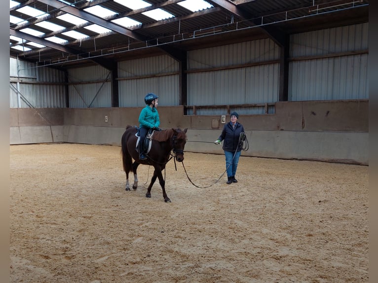 Welsh B Jument 16 Ans 131 cm Alezan in Landolfshausen OT Mackenrode