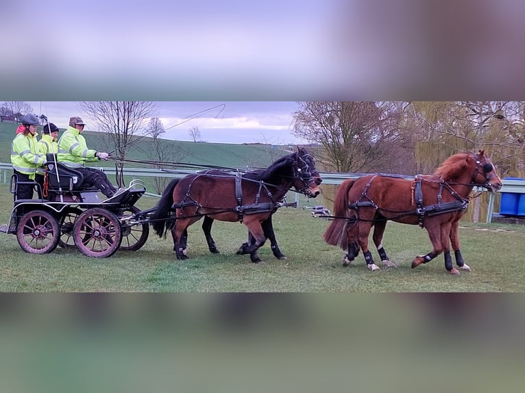 Welsh B Jument 16 Ans 131 cm Alezan in Landolfshausen OT Mackenrode
