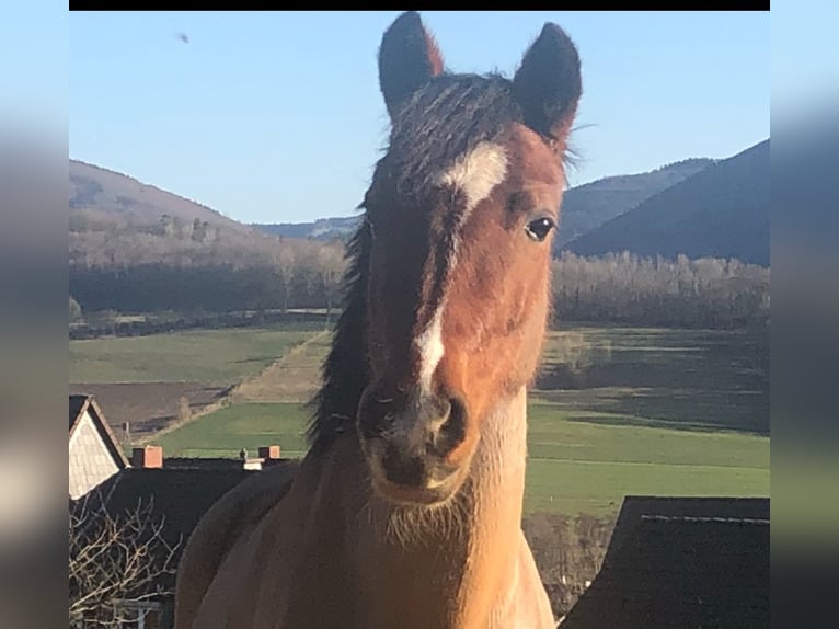 Welsh B Jument 16 Ans 136 cm Bai brun in Sundern