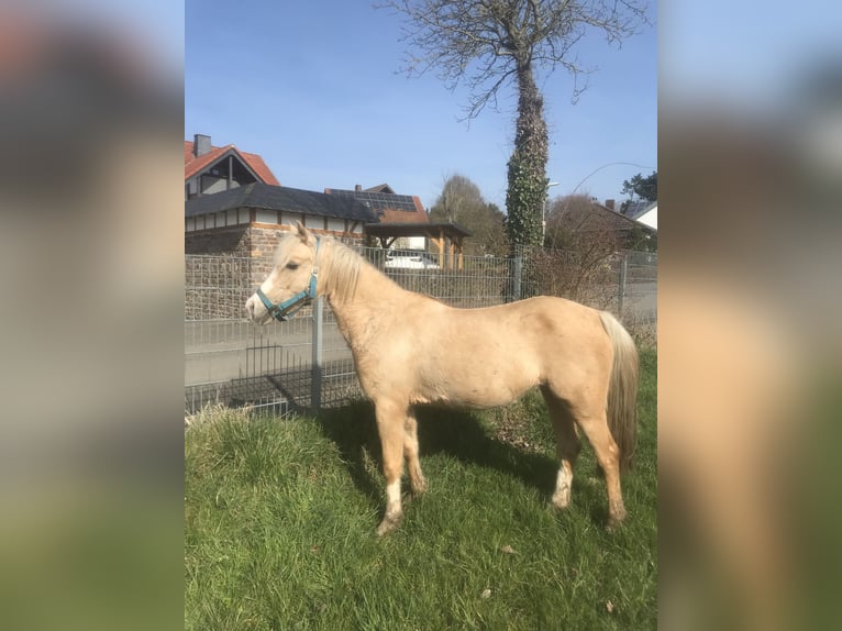 Welsh B Jument 16 Ans 136 cm Palomino in Münstermaifeld