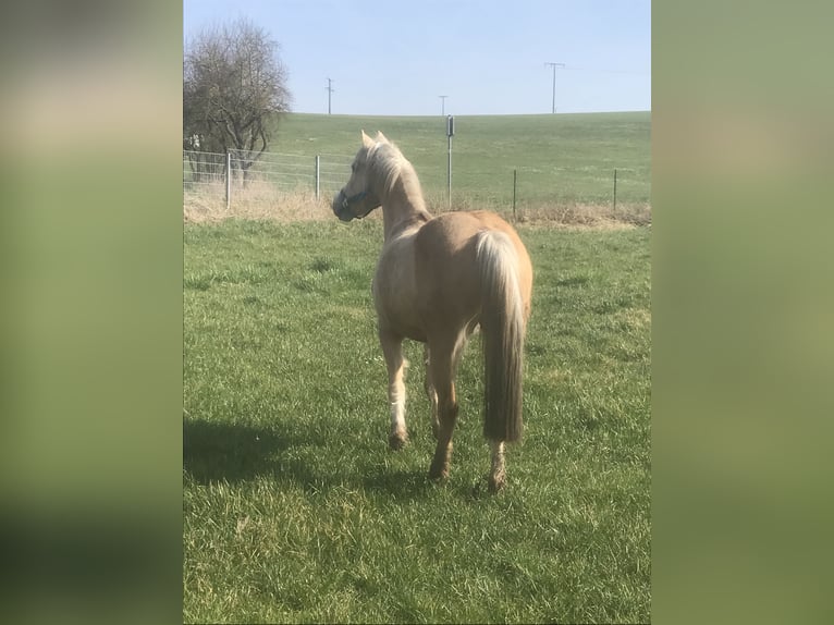 Welsh B Jument 16 Ans 136 cm Palomino in Münstermaifeld