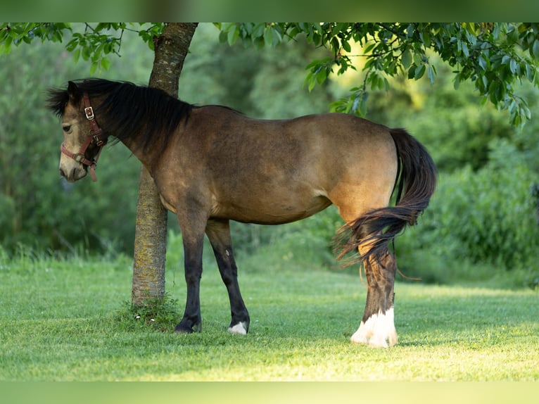 Welsh B Jument 16 Ans 138 cm Isabelle in Uehlfeld