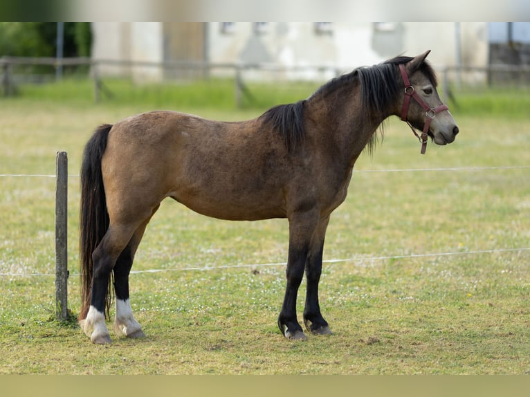 Welsh B Jument 16 Ans 138 cm Isabelle in Uehlfeld