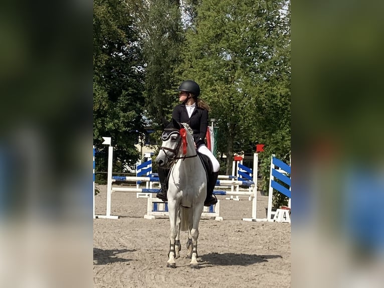 Welsh B Jument 16 Ans 145 cm Gris in Aachen