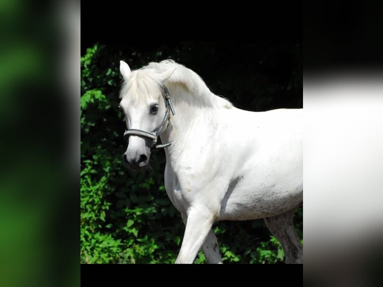 Welsh B Jument 16 Ans 145 cm Gris in Aachen