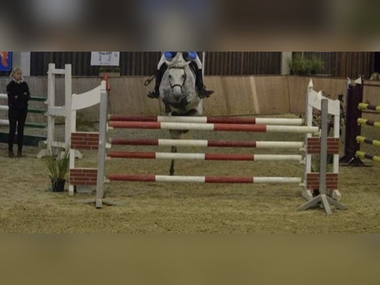 Welsh B Jument 16 Ans 145 cm Gris in Aachen