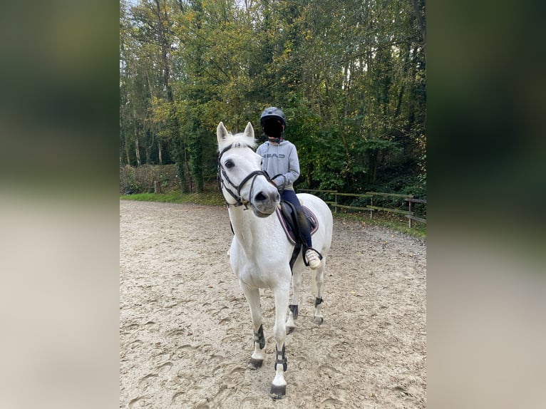 Welsh B Jument 16 Ans 145 cm Gris in Aachen