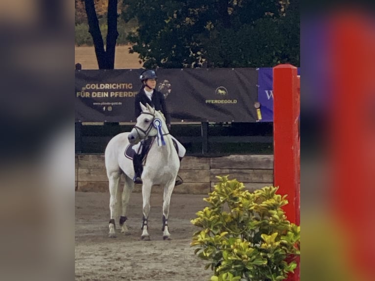 Welsh B Jument 16 Ans 145 cm Gris in Aachen