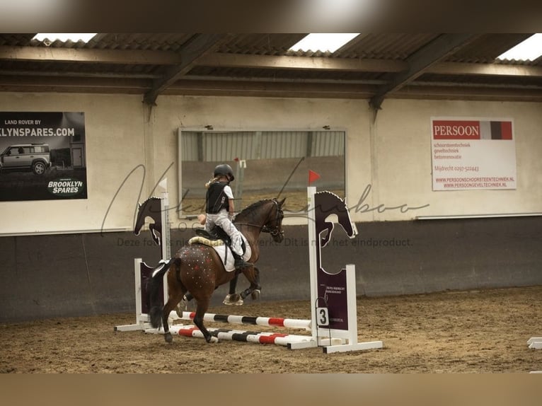 Welsh B Jument 16 Ans Bai in Leiderdorp