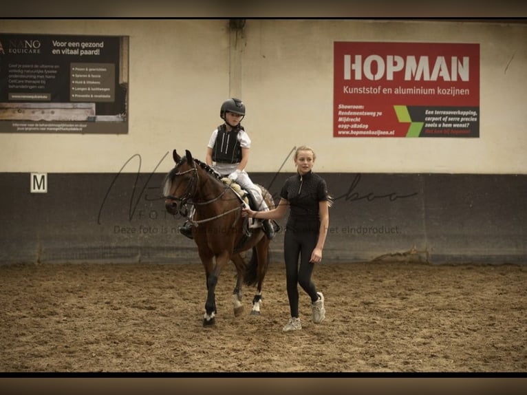 Welsh B Jument 16 Ans Bai in Leiderdorp