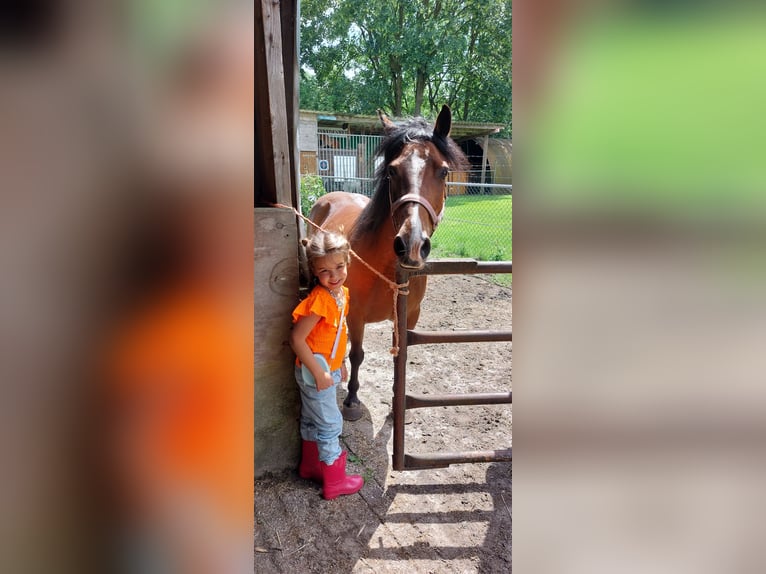 Welsh B Jument 17 Ans 125 cm Bai in Kaatsheuvel