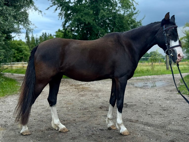 Welsh B Jument 17 Ans 130 cm Noir in Karlsfeld