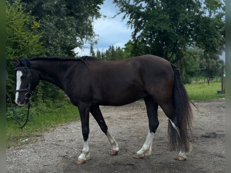 Welsh B Jument 17 Ans 130 cm Noir in Karlsfeld